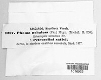 Phoma nebulosa image